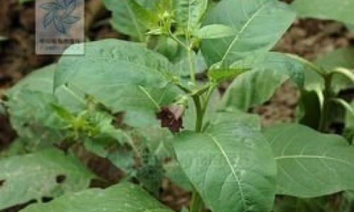 瘦肉枸杞叶汤功效网-分享枸杞叶瘦肉汤加枸杞怎么做，瘦肉枸杞叶汤功效与禁忌知识库