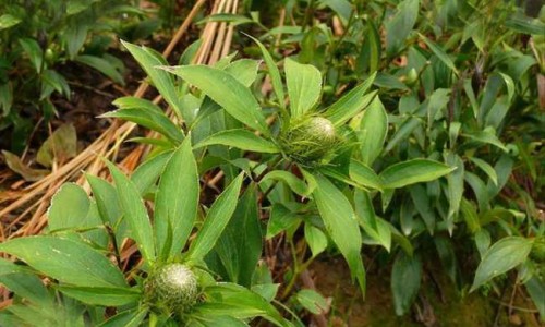 瘦肉枸杞叶汤功效网-分享枸杞叶瘦肉汤加枸杞怎么做，瘦肉枸杞叶汤功效与禁忌知识库